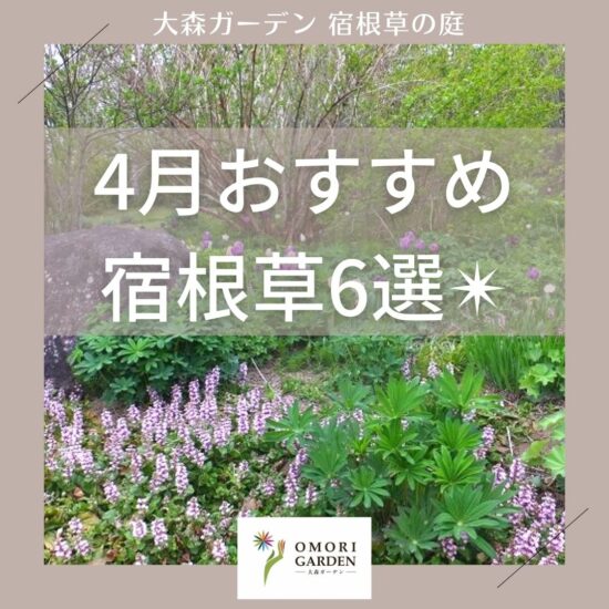 4月おすすめ宿根草6選☆