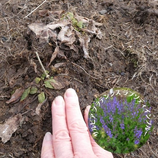 苗の現状確認