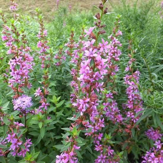 リスラム サリカリア 何を植えても育たない 