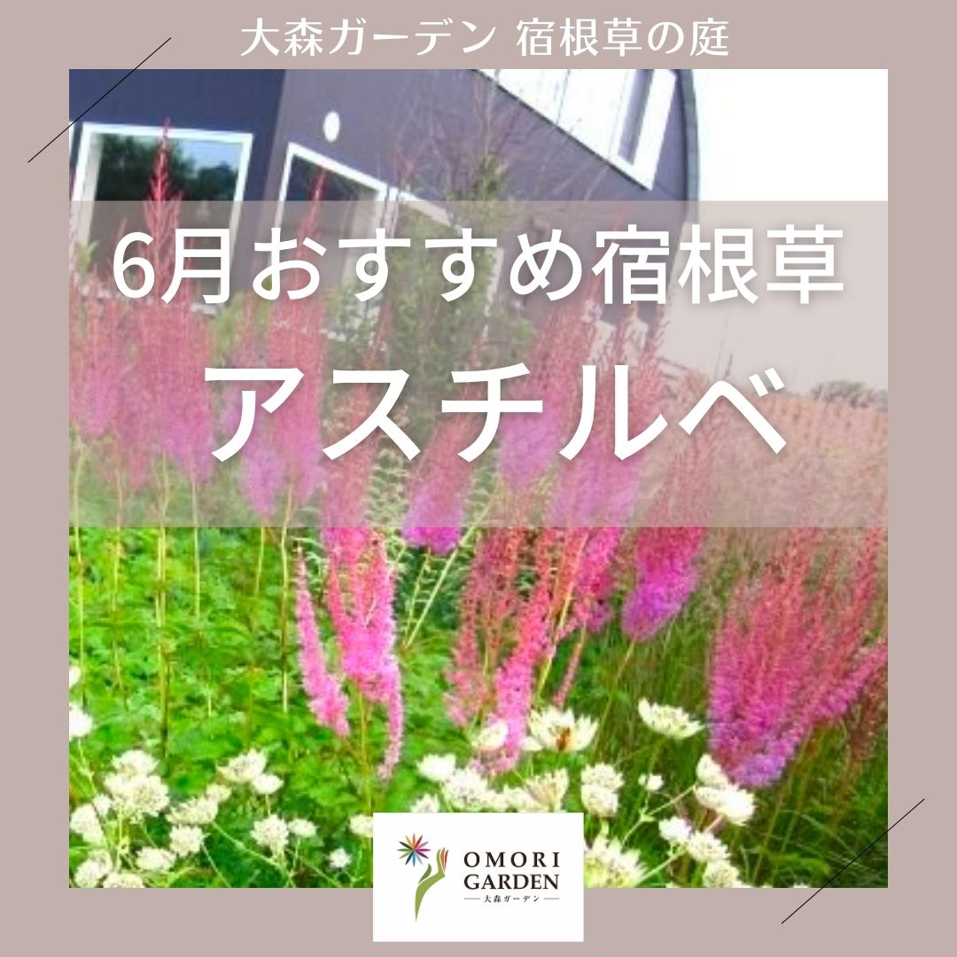 6月のおすすめ宿根草 – アスチルベ