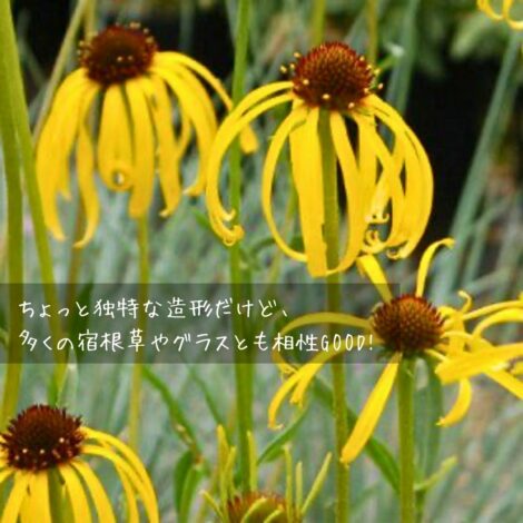 エキナセア パラドクサ 切り花 使える 宿根草