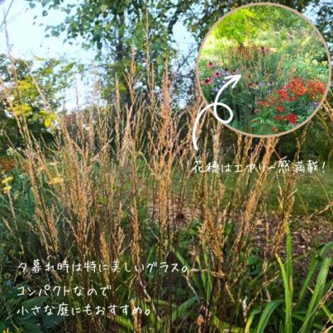 モリニア カエルレア‘ムアフラム’ 秋色のお庭をつくりたい！