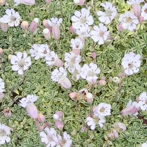 シレネ ユニフローラ ‘ドゥルーエッツ バリエゲイテッド’ 白い花ってどう使うの？
