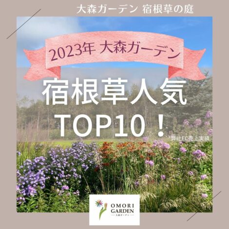 2023年大森ガーデン 宿根草人気 TOP10！