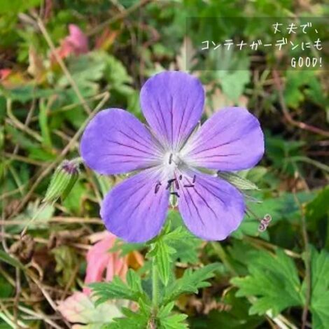 初心者でもOK 宿根草 ゲラニウム