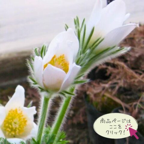 もふもふ癒し花 パルサティラ ブルガリス ‘ホワイトベル’