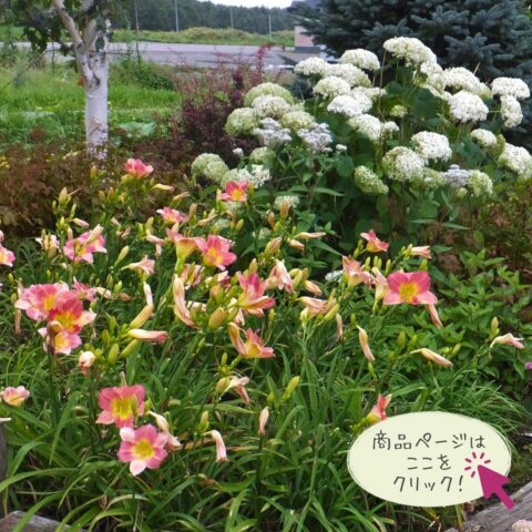 夏を豪華に！ヘメロカリス 'ファイナルタッチ'