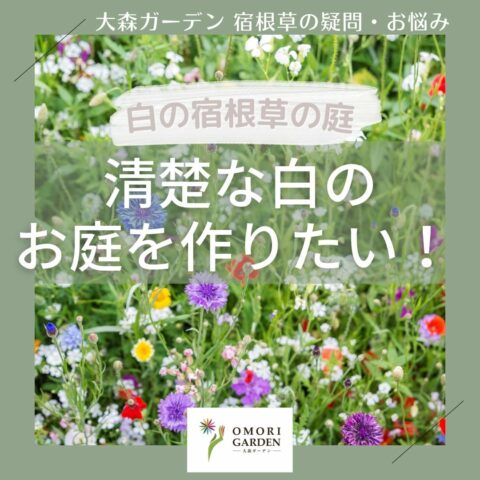 白の宿根草の庭を作りたい！