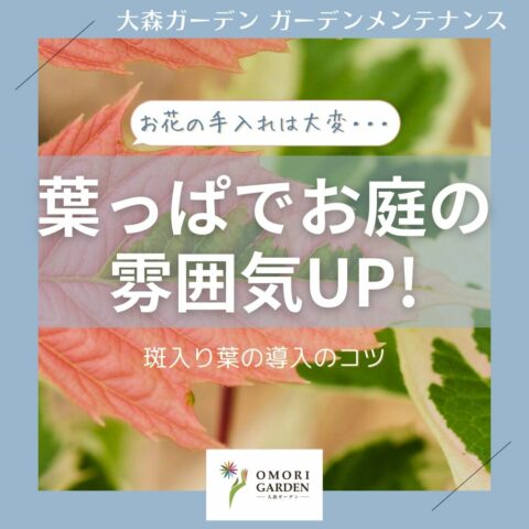 斑入りの葉っぱでお庭の雰囲気UP！