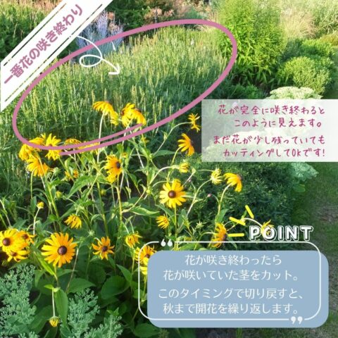 花後カットがおすすめなワケ ベロニカ一番花終わり