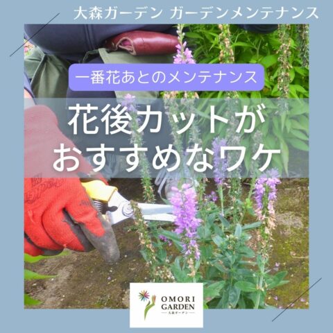 花後カットがおすすめなワケ