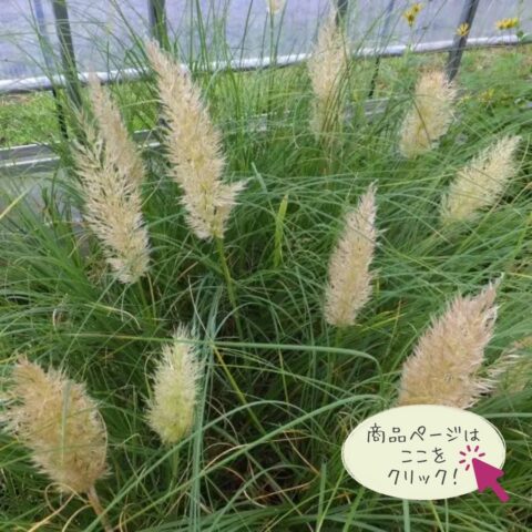 暑い夏に耐える宿根草・グラス ミニパンパス