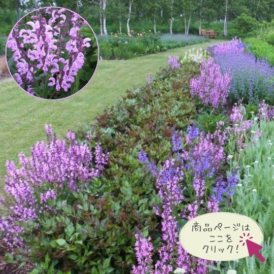 花時期長く楽しめるサルビア 