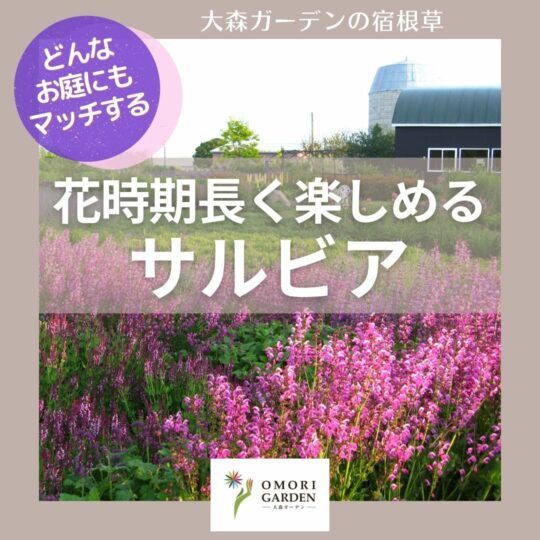 花時期長く楽しめる サルビア 表紙