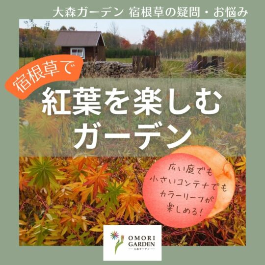 宿根草・グラスで紅葉を楽しむガーデン