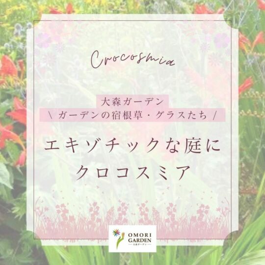 エキゾチックな庭に クロコスミア