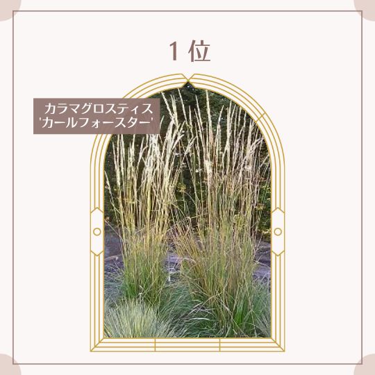 売上1位 カラマグロスティス カールフォースター