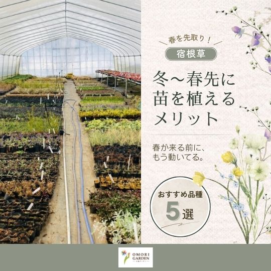 冬〜春先に苗を植えるメリット