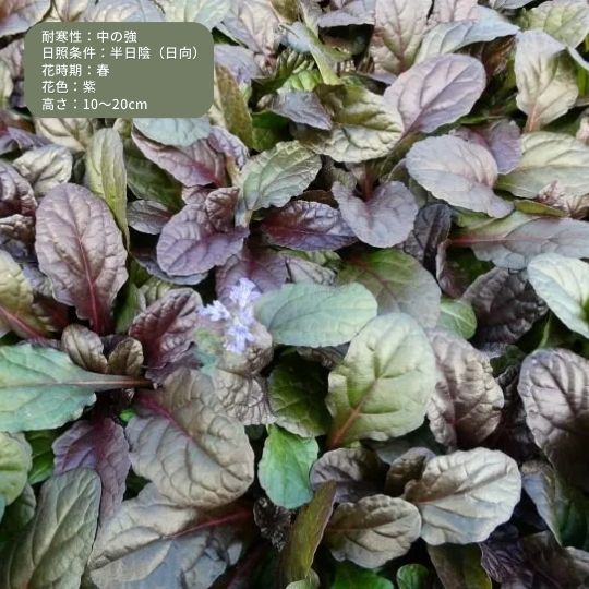 アジュガ 'ブラックスカロップ' 冬〜春先に苗を植えるメリット