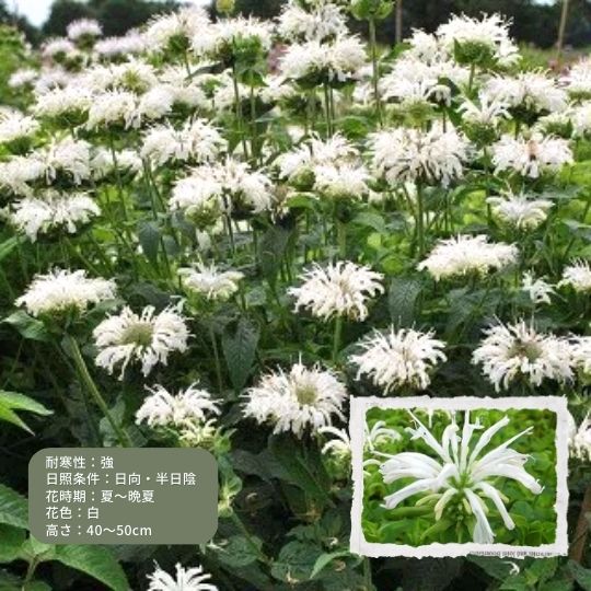 モナルダ 'ビーブライト' 冬〜春先に苗を植えるメリット