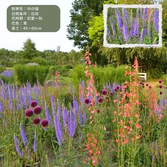 ベロニカ 'サニーボーダーブルー' 冬〜春先に苗を植えるメリット