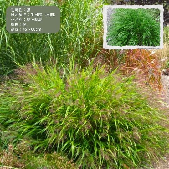 ハコネクロア マクラ(フウチソウ) 冬〜春先に苗を植えるメリット