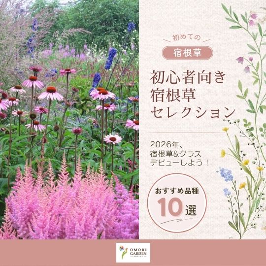 初心者向き宿根草セレクション 表紙