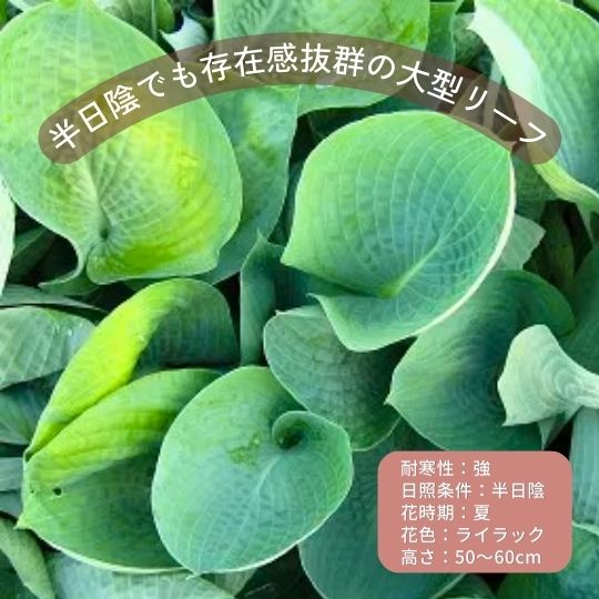 初心者向き宿根草セレクション