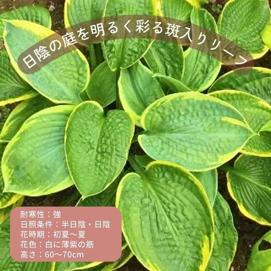 ホスタ フランシスウィリアムズ