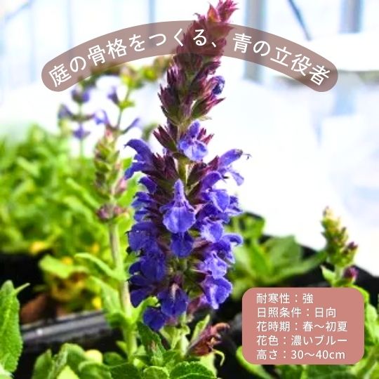 初心者向き宿根草セレクション サルビア ネモローサ 'マローブルー'