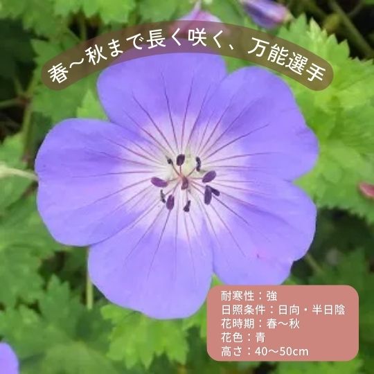 初心者向き宿根草セレクション ゲラニウム 'ジョリービー'