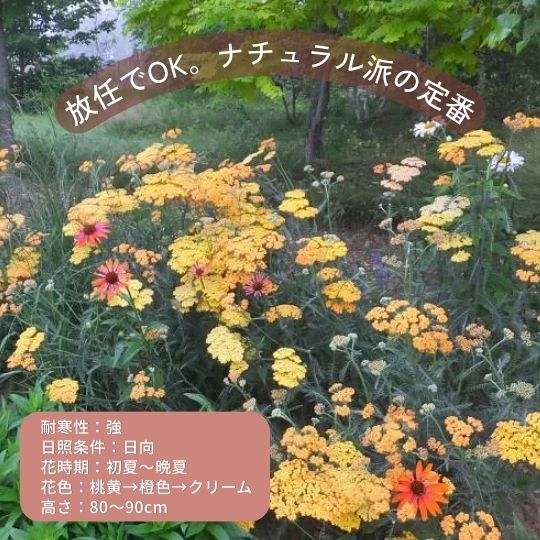 初心者向き宿根草セレクション