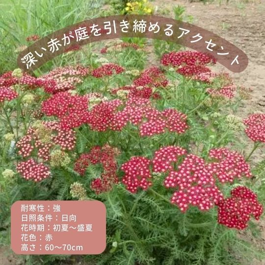 初心者向き宿根草セレクション