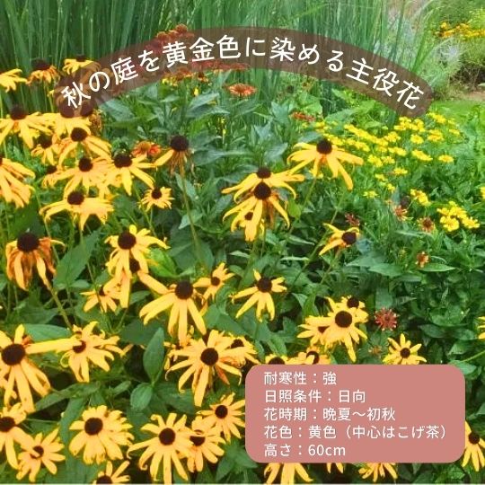 初心者向き宿根草セレクション