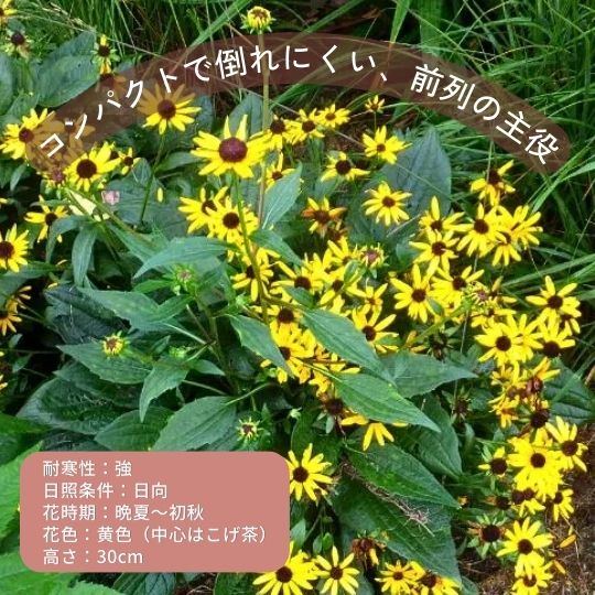 初心者向き宿根草セレクション