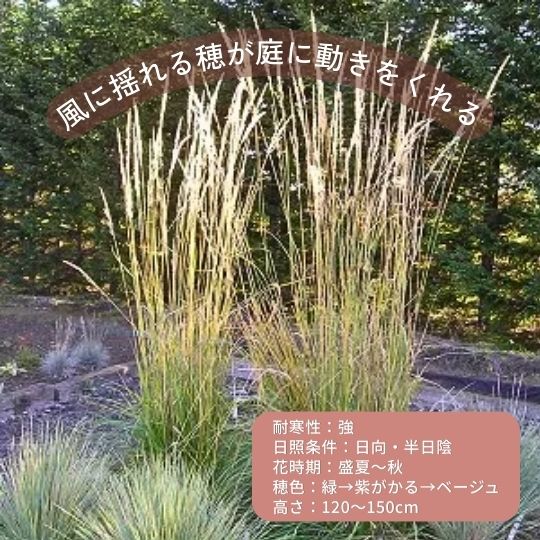 初心者向き宿根草セレクション