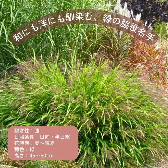 カラマグロスティス カールフェスター